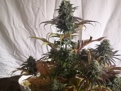 IMG_20220118_195554.jpg