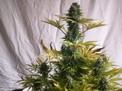 IMG_20220118_195711.jpg