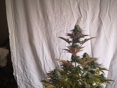 IMG_20220118_200145.jpg