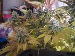 IMG_20220118_200416.jpg