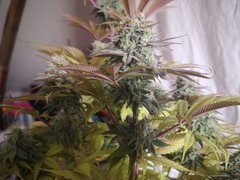 IMG_20220118_200502.jpg