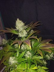IMG_20220119_202415.jpg