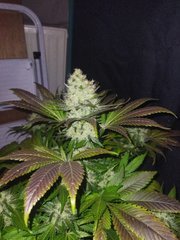 IMG_20220119_202422.jpg