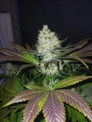IMG_20220119_202425_1.jpg