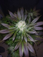 IMG_20220119_202439.jpg