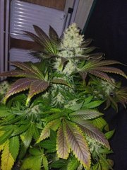 IMG_20220119_202453_1.jpg