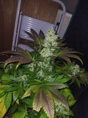 IMG_20220119_202500.jpg