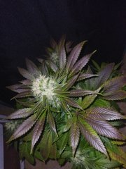 IMG_20220119_202508.jpg