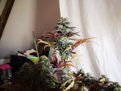 IMG_20220121_202232.jpg