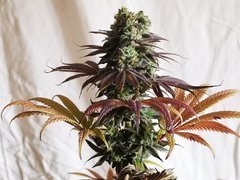 IMG_20220121_202438.jpg