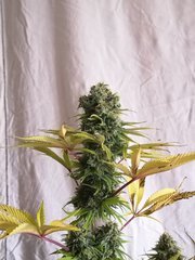 IMG_20220121_203006.jpg