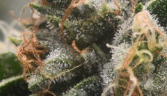 agrandissement macro