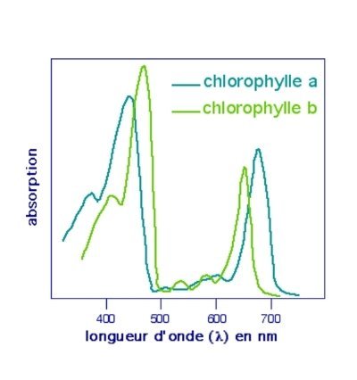 1242706616_014bm-spectre-chlorocarotene.jpg.5166786ef168efeb2df7f9c1b71abfd6.jpg