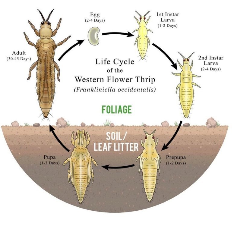 1888493542_thrips3sacredelements.thumb.jpg.200d28459ce13ce1b09cef104c893990.jpg