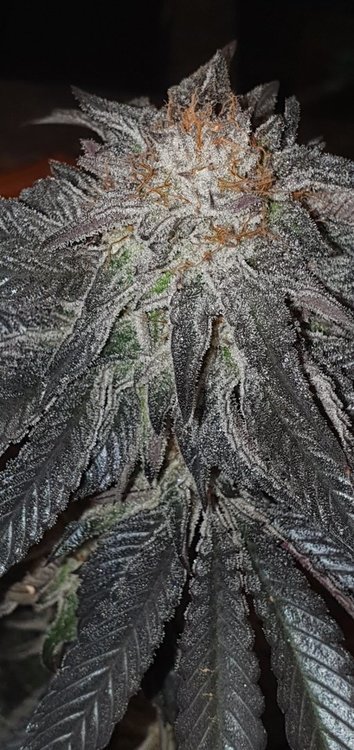 20220204_212040.jpg