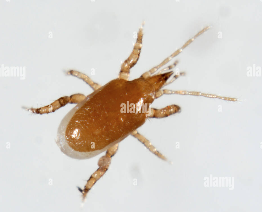 459079746_acarienprdateurdethrips.png.bd67c0eecbd161cbe772a0e817fef505.png