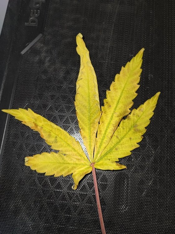 Une feuille bien jaune , ça a pas mal jauni...