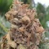 Botrytis