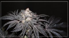 FLO+81 Granita 1.JPG