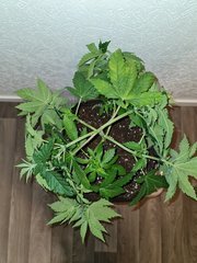 super skunk cro +36 (6).jpg