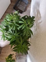super skunk s+10 (2).jpg