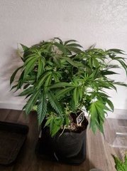 super skunk s+10 (3).jpg