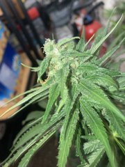 600D1464-ABDC-44E1-99AA-D4B1B4F7B6E6.jpeg