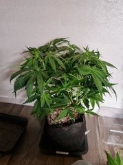 super skunk s+10 (1).jpg