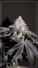 FLO+81 Granita 2.JPG