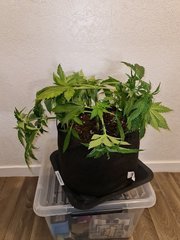 super skunk cro +36 (5).jpg