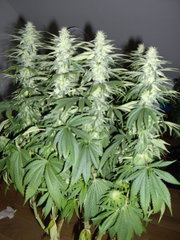 Heaven's Fruit 12/12+34