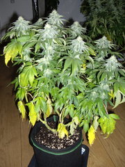 Blue Dream 12/12+34