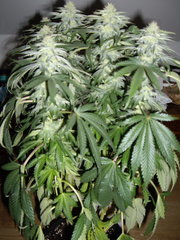 White Fire OG 12/12+34