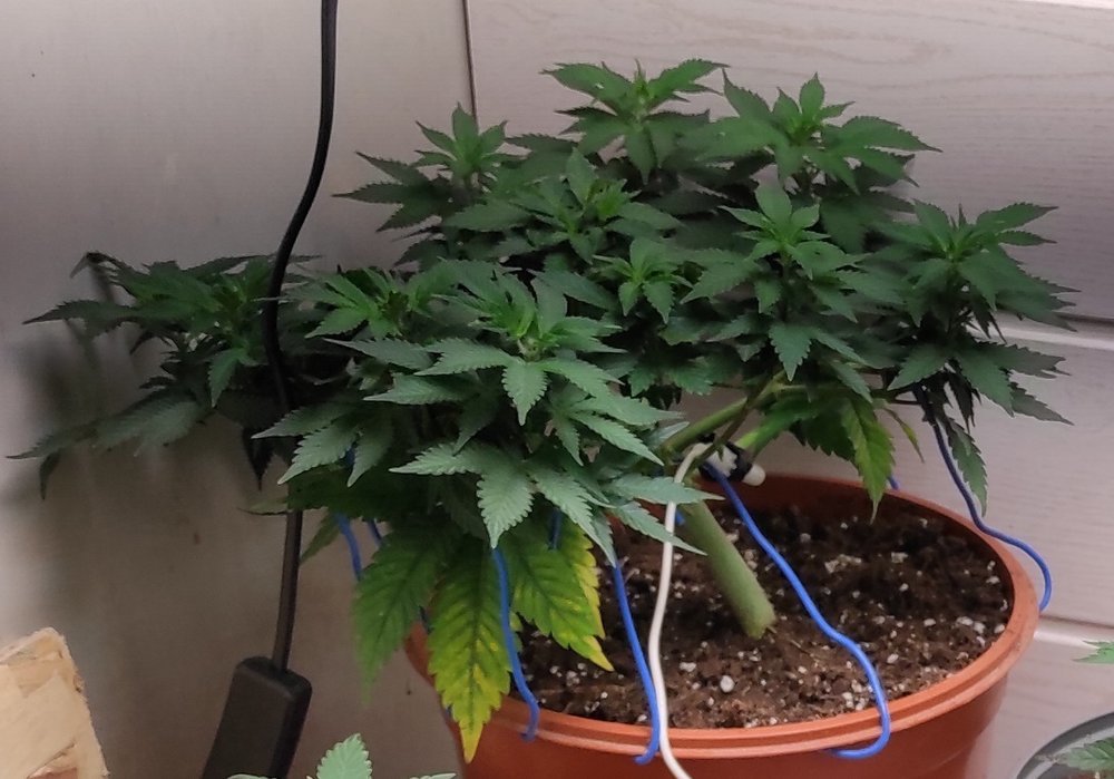 weed.jpg