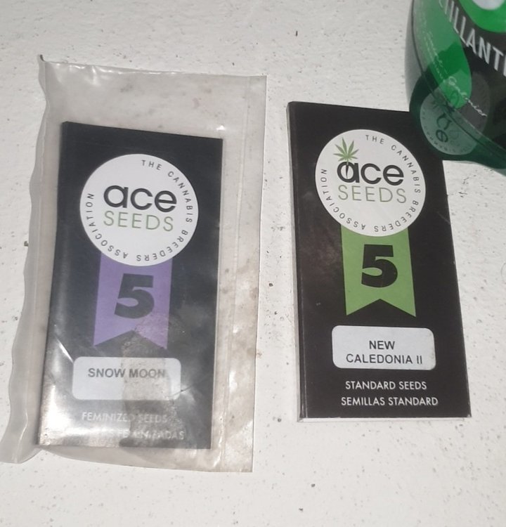 Ace.jpg