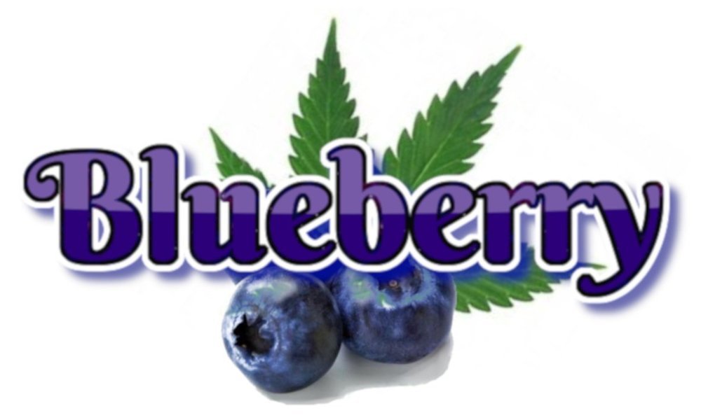 Blueberry1.thumb.jpg.45bc42758fe05dbdee02a66ae3b1746e.jpg