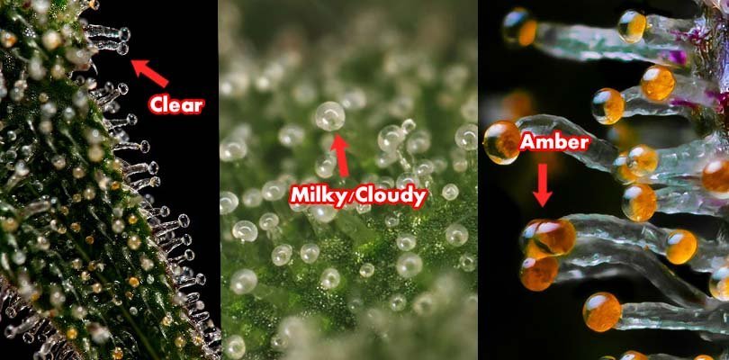 Checking-Trichome-Ripeness-Cannabis-Harvest.jpg.3e699a04e0a3727f8b8d774ed42e0058.jpg