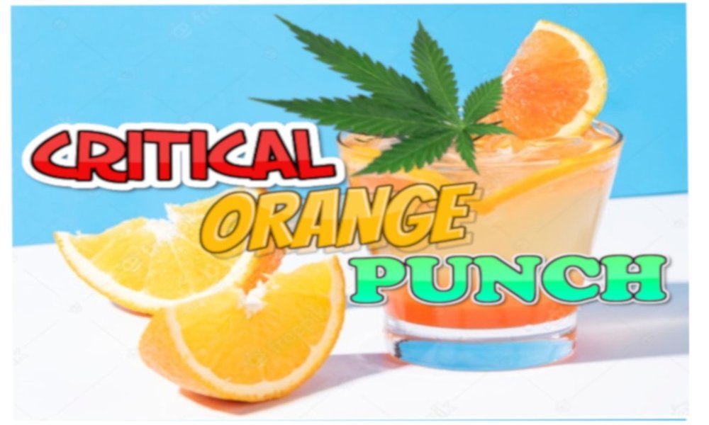 Criticalorangepunch1.thumb.jpg.b94e3ec74e966cbd96b5305c0262009a.jpg