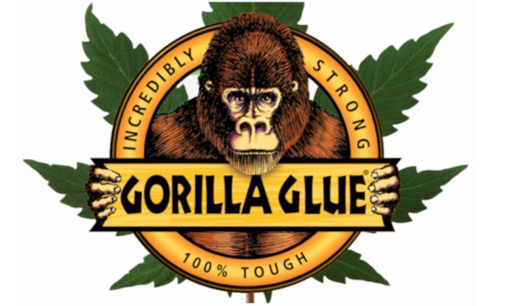 Gorillaglue1.thumb.jpg.dfce008b40ea136e7633cb4daa73be55.jpg