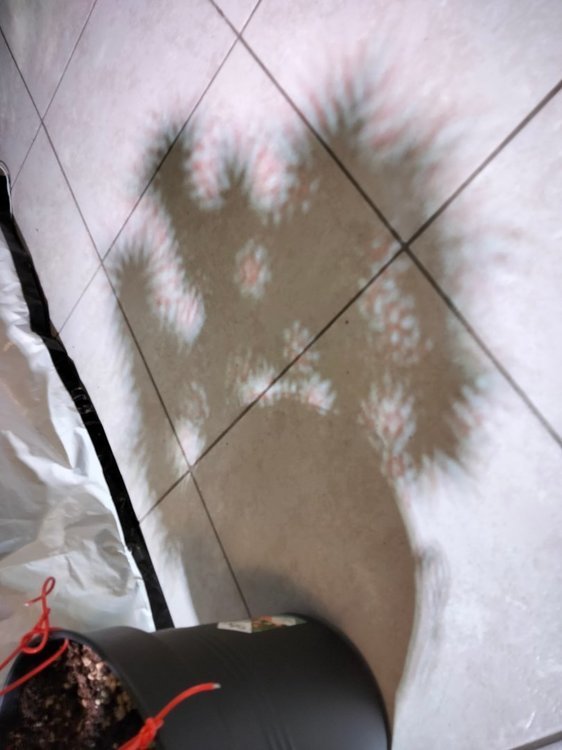 IMG20220330210643.thumb.jpg.96914f7b86efcdf1c833dce7ab8c17f2.jpg