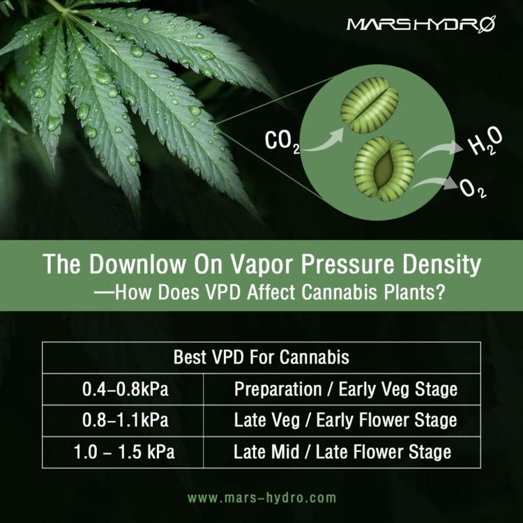 cannaweed.png