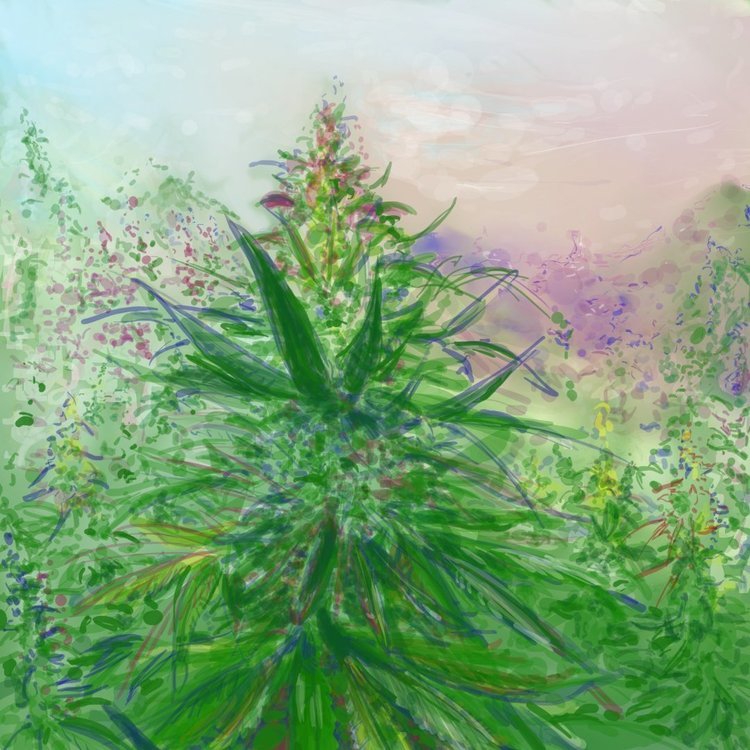 colourfol2toofar.jpg