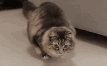 hunt-hunting.gif.ccfcf37611a16812ad2bc73e4d052102.gif