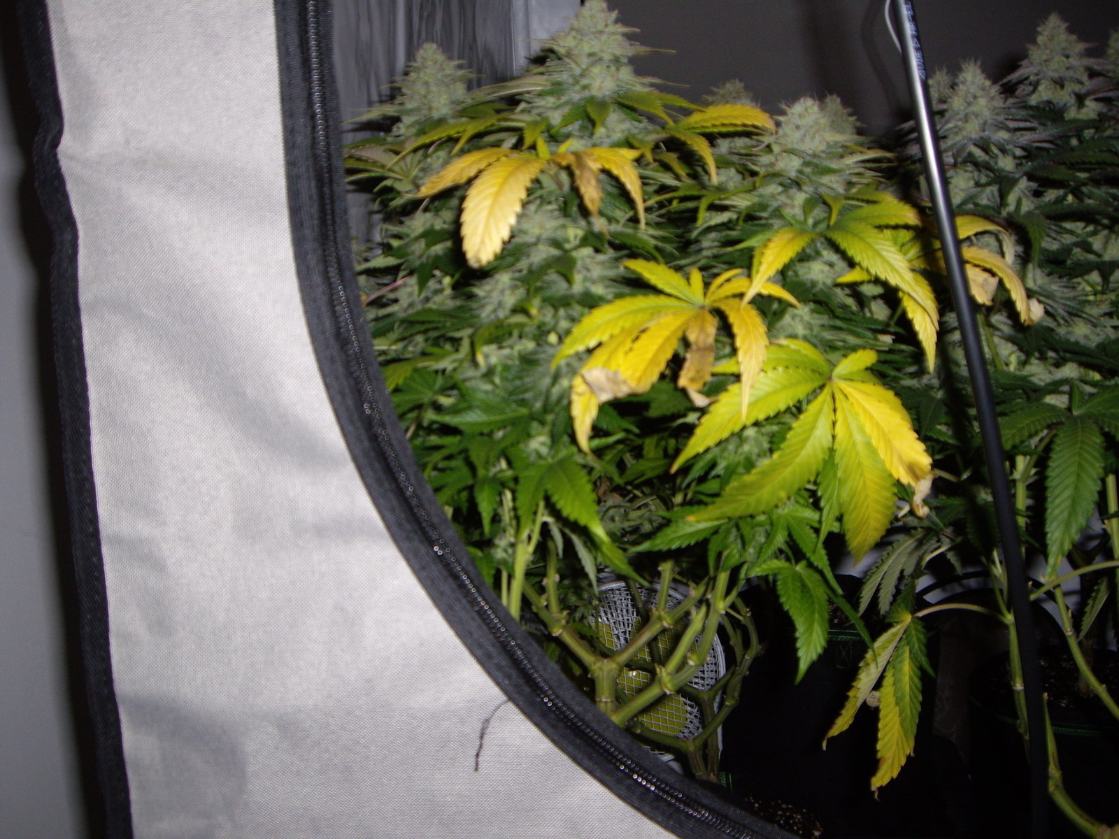 Blue Rhino F+49