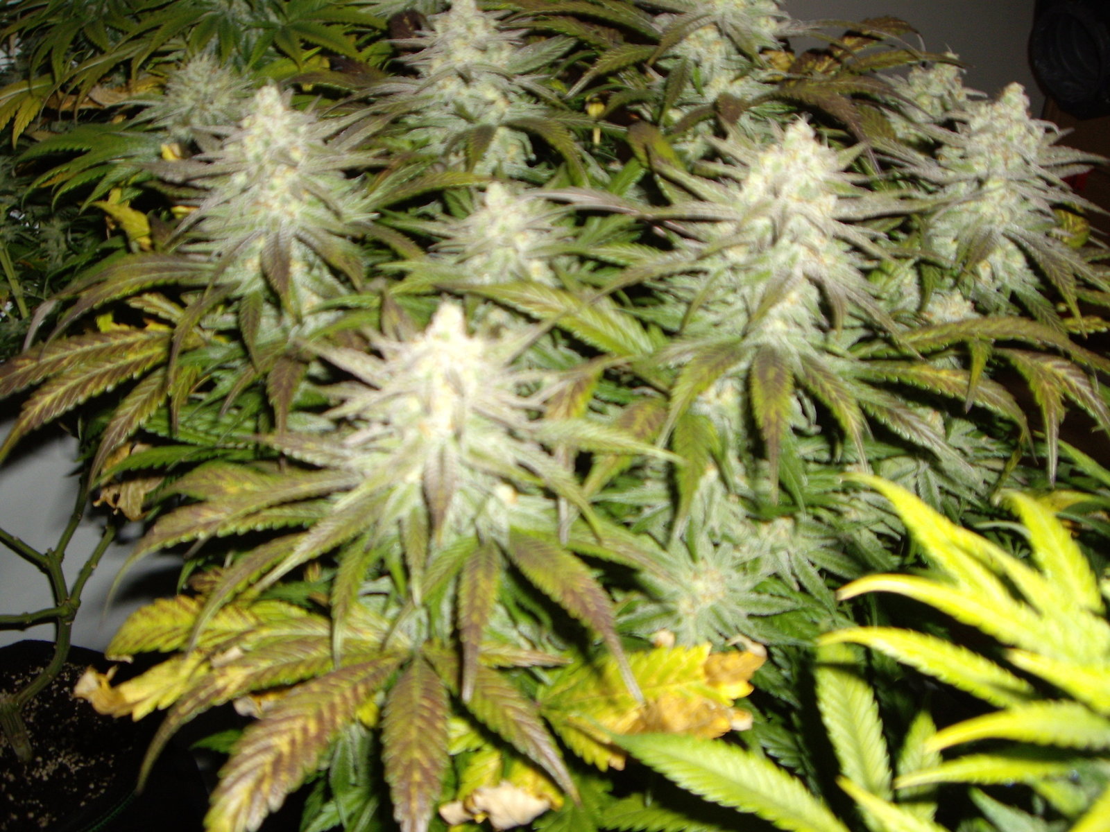 Sugar Rose F+49