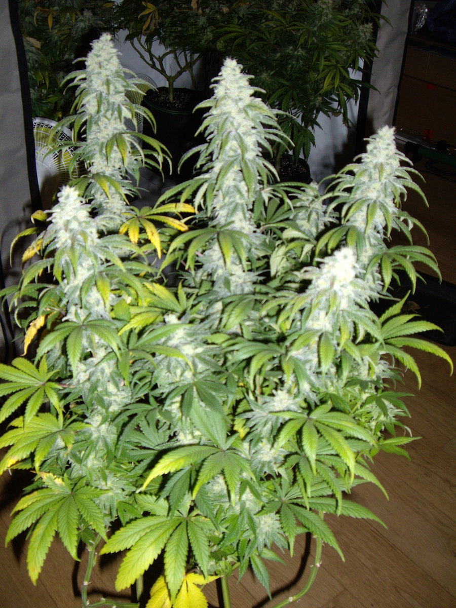 Holy Grail Kush F+49