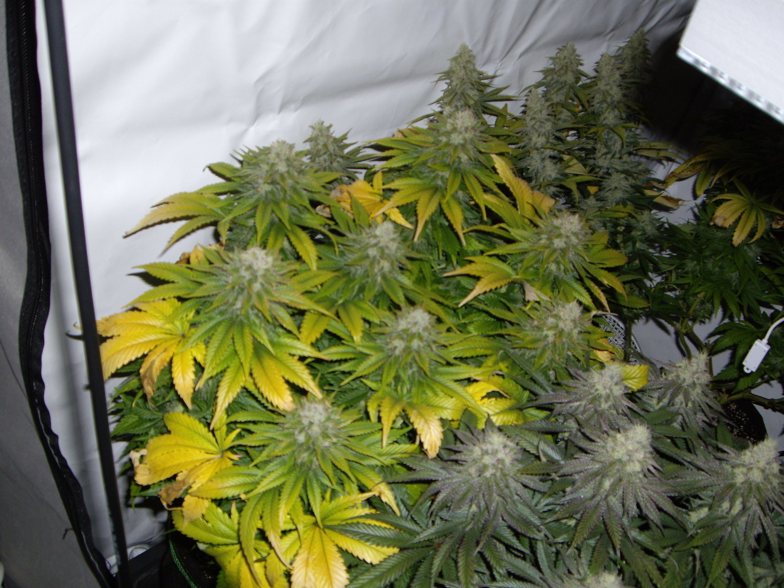 Blue Rhino F+49
