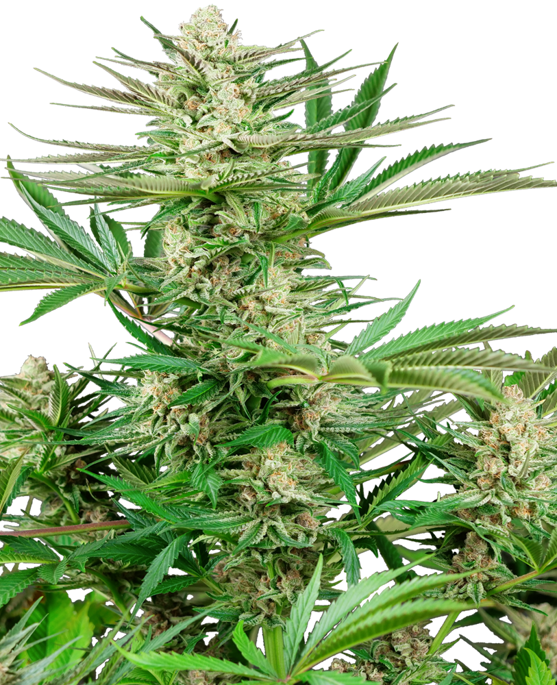 Malibu OG Gold
