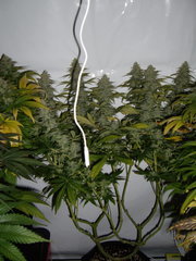 Jack El Frutero F+49