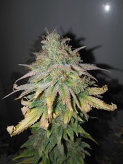 Bubble Gum 1 (4).jpg